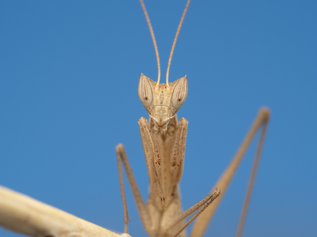 Horned Ground Mantis from Bernalillo County, NM, USA on September 28 ...