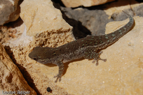 Short-headed Day Gecko