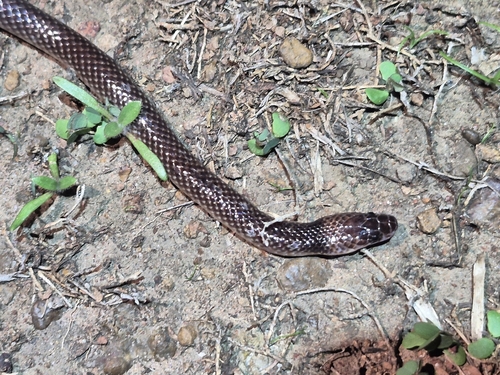 Bright-naped Snakes sighting