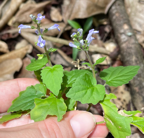 Scutellaria agrestis
