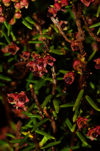 Erica azorica Hochst. ex Seub.