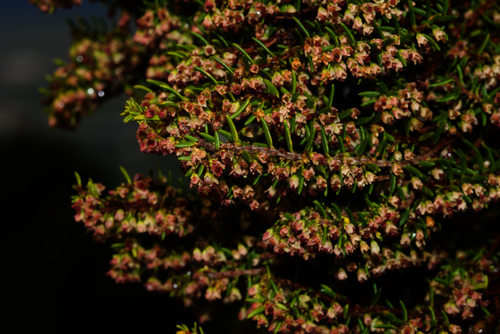 Azorean Heather