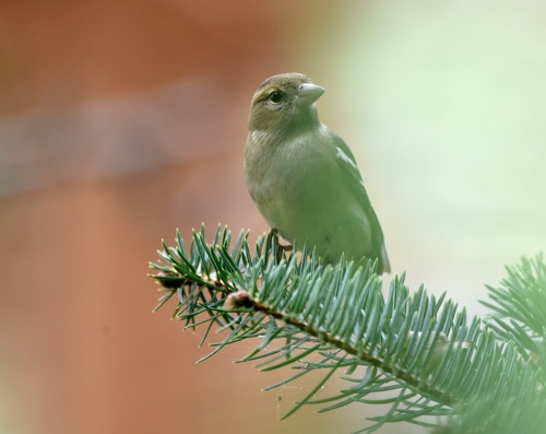 Common Chaffinch