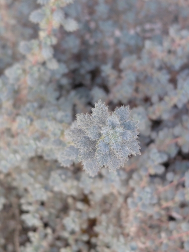 Desert Nettle