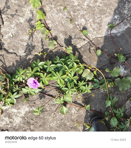 Mile-a-minute vine