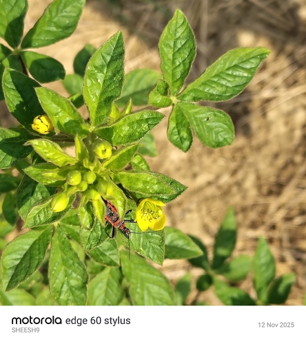 Asian Spiderflower