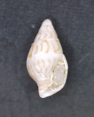 Image of Mitrella aurantiaca