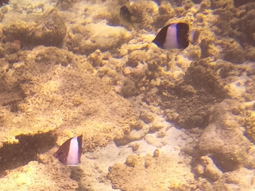 Black Pyramid Butterflyfish — seen at this dive site