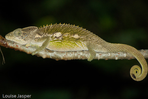 Spiny Chameleon