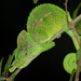 Labord's Chameleon - Photo (c) louisedjasper, all rights reserved