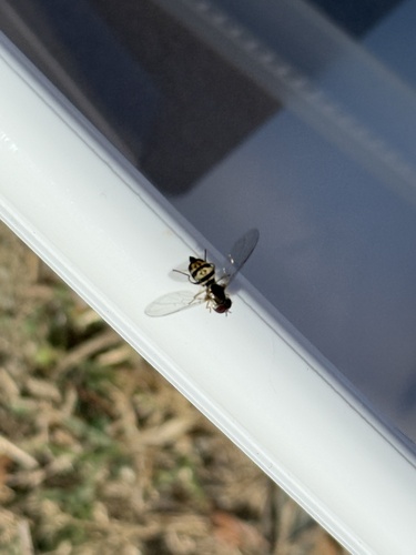 Unknown species found near Southwest Guilford High School, High Point, NC, US
