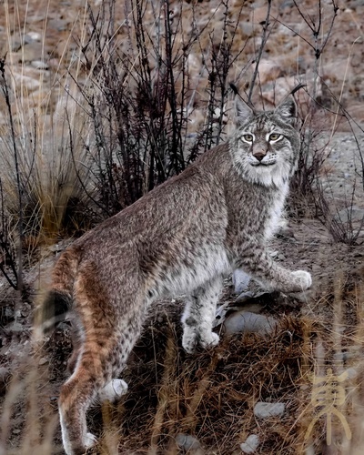 Himalayan Lynx