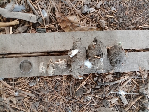 View observation of {o.common_name} on iNaturalist