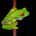 Taylor's Leaf Frog - Photo (c) msilver2, all rights reserved