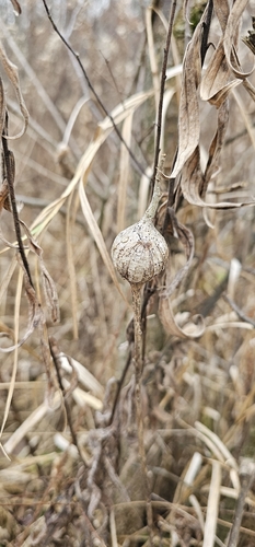 Unknown species found near Washington Township, OH, USA