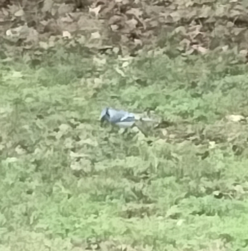 Blue Jay