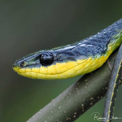 Common Tree Snake sighting