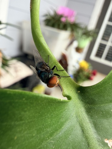 Unknown species found near Nile Dr, Corpus Christi, TX, US