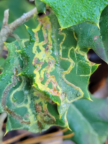Unknown species found near Sussex County, US-DE, US