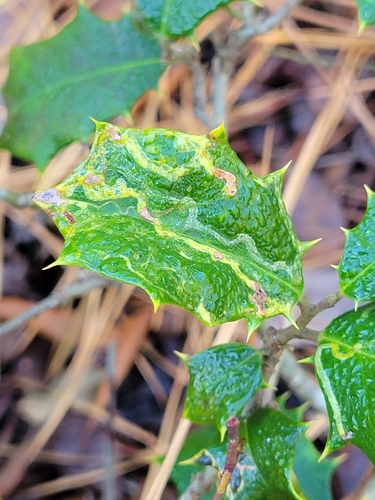 Unknown species found near Sussex County, US-DE, US