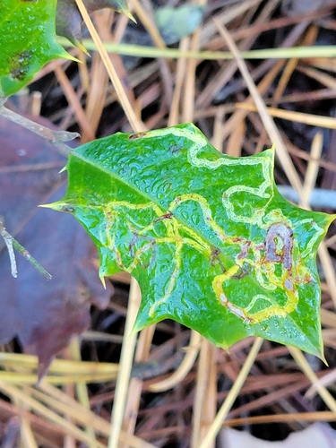 Unknown species found near Sussex County, US-DE, US