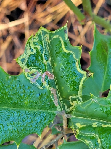 Unknown species found near Sussex County, US-DE, US