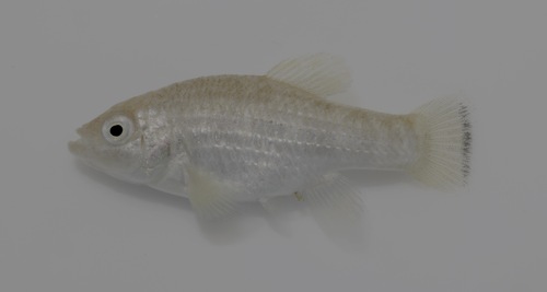 Bolson Pupfish