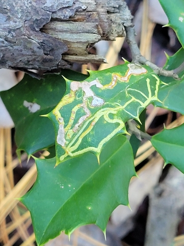 Unknown species found near Sussex County, US-DE, US