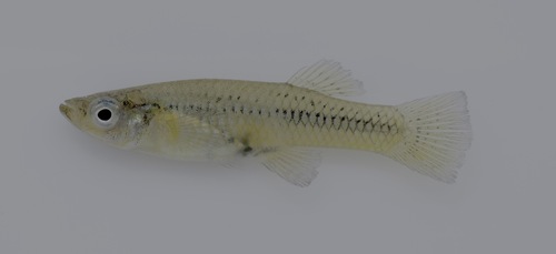 Robust Gambusia
