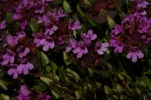 Thymus camphoratus Hoffmanns. & Link