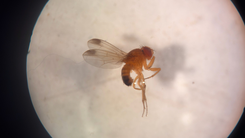 Unknown species found near Natural Area Dr, Gainesville, FL, US