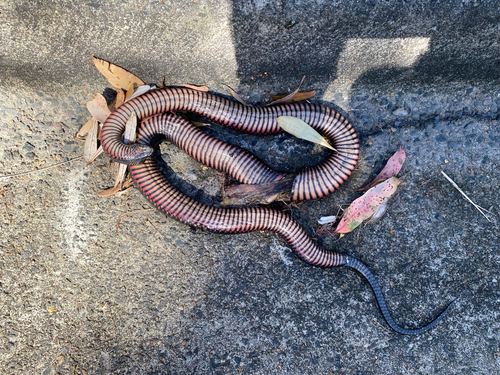 Red-bellied Black Snake sighting