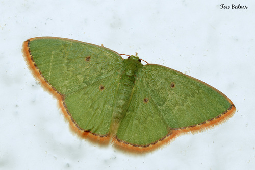 Ornithospila