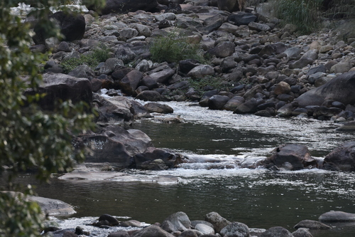 Grey Wagtail
