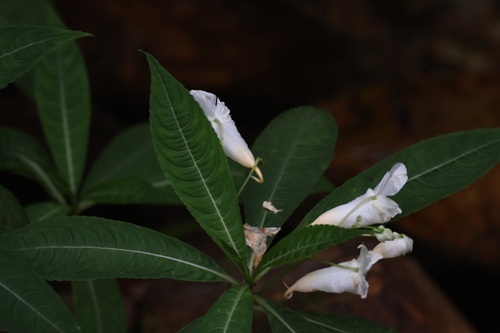 Impatiens tubulosa