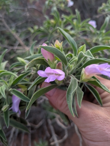 Limestone Fuchsia
