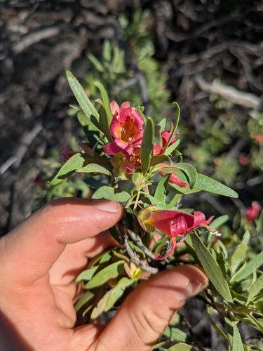 Eremophila neglecta