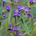 Tree Hovea - Photo (c) williamdomenge9, all rights reserved, uploaded by williamdomenge9