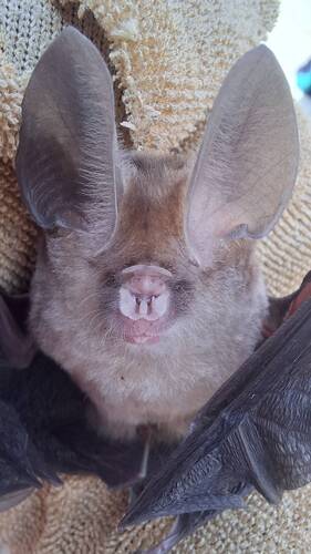 Exotic Roundleaf Bat