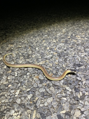 Black-naped Hooded Snake sighting
