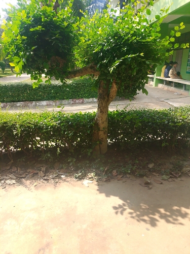 Siamese rough bush