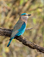 Indian Roller