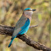Indian Roller - Photo (c) Marc Faucher, all rights reserved, uploaded by Marc Faucher