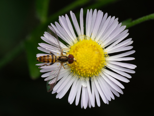 Unknown species found near Waukesha County, WI, USA