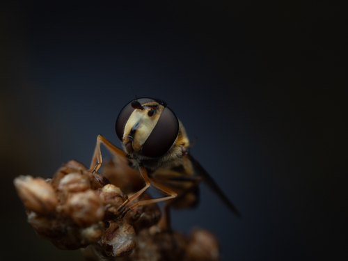 Unknown species found near Lake County, IL, USA
