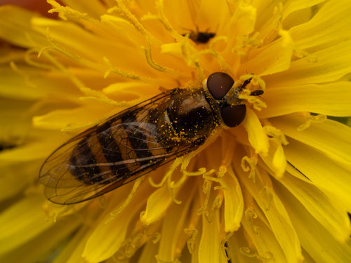 Unknown species found near Muskego, WI, USA