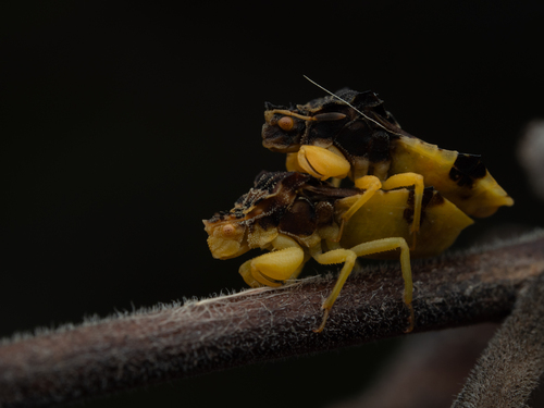 Observations by gokey · iNaturalist