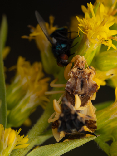 Gochad Insect Observations by gokey · iNaturalist