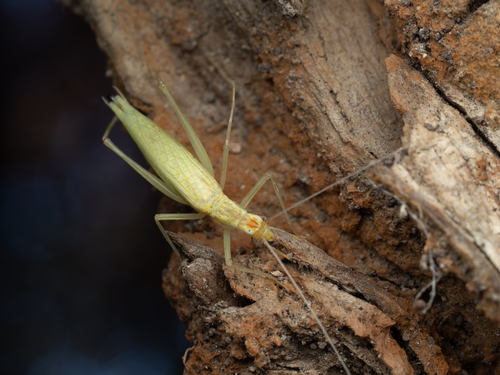Gochad Insect Observations by gokey · iNaturalist
