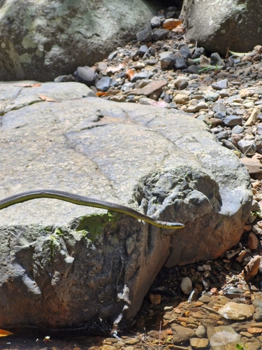 Common Tree Snake sighting